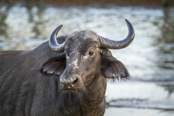 Fototapeta premium African buffalo in Kruger National park, South Africa ; Specie Syncerus caffer family of Bovidae