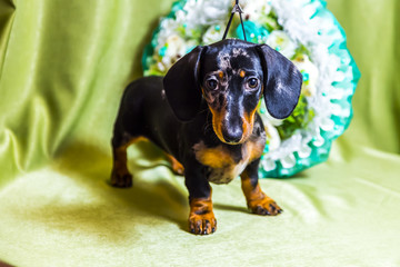 Puppy Dachshund on a green background