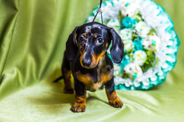 Puppy Dachshund on a green background