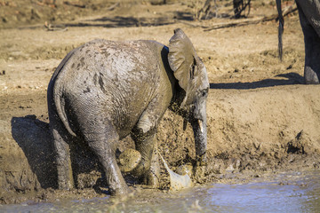 African bush elephant in Kruger National park, South Africa ; Specie Loxodonta africana family of...