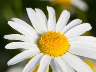 Obraz premium Chamomile flower in sunlight, macro