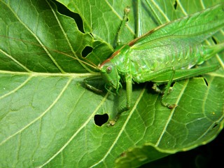 grasshopper