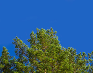 Fototapeta premium Looking-up view of pine brunches with cloudless blue sky background, copy space