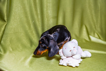 Puppy Dachshund on a green background