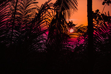 Tropical sunset between the coconut tree leafs. Optical focus is on the palm leaf.