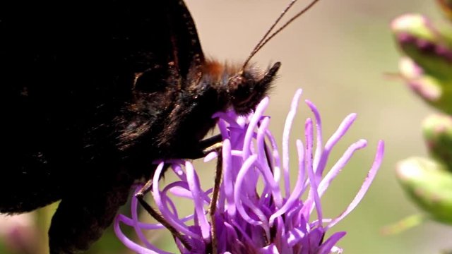 Peacock butterfly feeding on a gayfeather kobold flower. A butterfly Aglais io suck from a bloom of Liatris spicata in the garden, macro view.