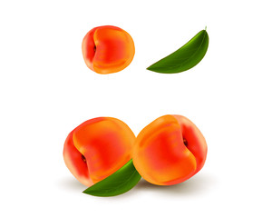 Apricot on white background. Vector