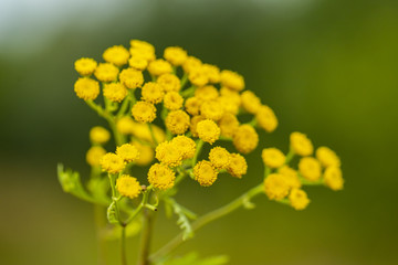 Tanacetum vulgare in the green summer meadow, soft selective focus. Wildflowers tansy yellow background. Yellow flowers close up. Tanacetum vulgare is a medical herb.