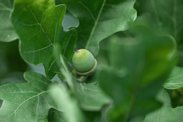 Oak tree in summer. Blurred leaf background.