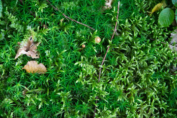 beautiful forest macro nature moss, branches, mushrooms and leaves of a tree