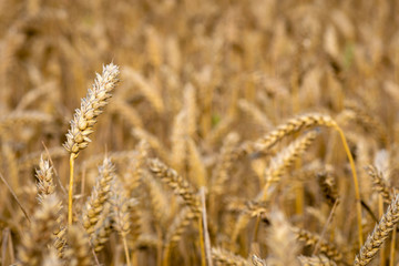 Abstraction background with golden rye field.