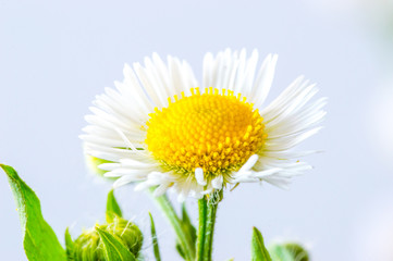 A white daisy (Bellis perennis). © Robson90