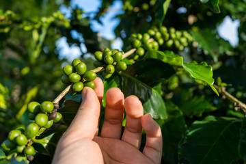 Hand picking green coffee beans on coffee tree - hand focused