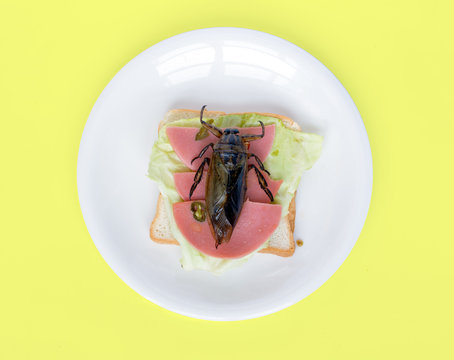 A big beetle on toast on plate. Offer of edible insects - fried cockroach on sandwich toast on yellow background.