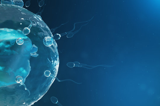 Sperm and egg cell, ovum. Native and natural fertilization - close-up view. Conception, the beginning of a new life. 3D illustration