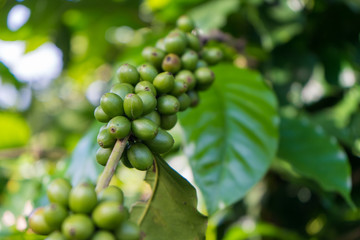 Immature green coffee cherries ont he branch which are the source of coffee beans