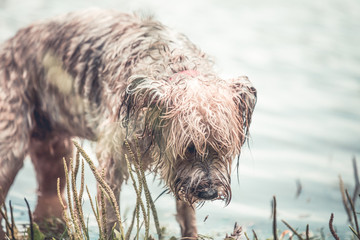 wet dog playing in the muddy water
