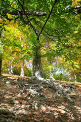 old beech tree with nice roots