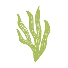 alga green drawing. marine plant isolated object