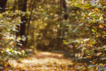 Landscape with empty countryside road and colored trees
