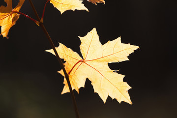 Yellow maple leaves on branches at fall