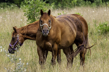 Fototapeta premium Horses enjoying Grass