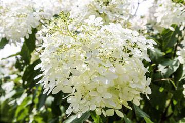 Large White Ball Blooms