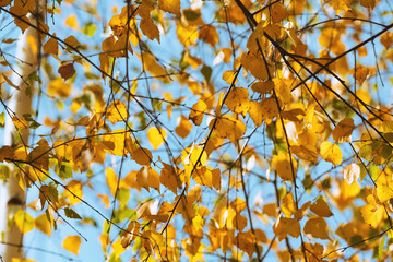 Autumn yellow leaves on blue sky background