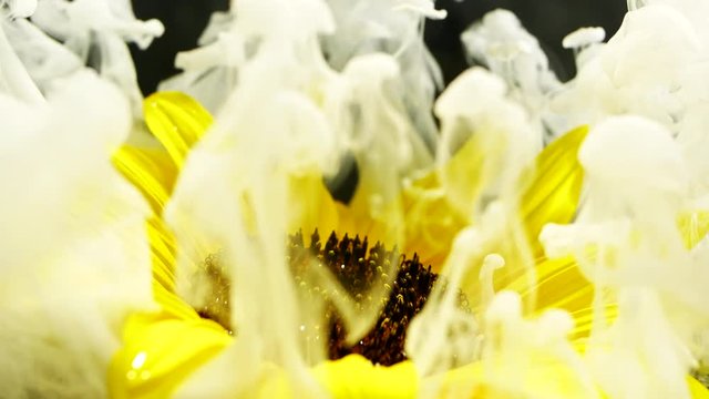 Amazing spreading of paint on a beautiful sunflower against black background.