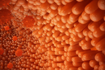 3d illustration Intestinal villi. Intestine lining. Microscopic villi and capillary. Human intestine. Viral infection causing chronic disease. Hepatitis viruses, influenza virus, cell infect organism.