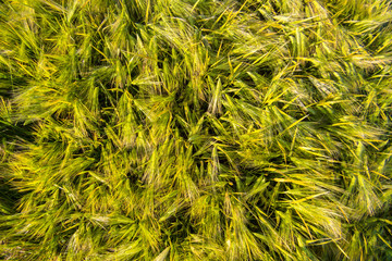 Top view on young green wheat growing in a field