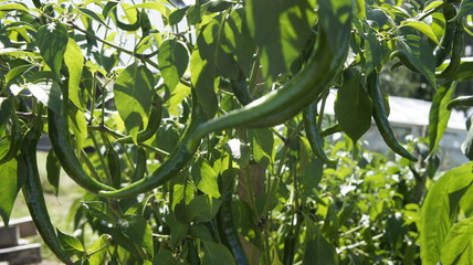 papryczka chilli papryka © Magorzata