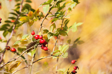 Briar red berries on bush at autumn