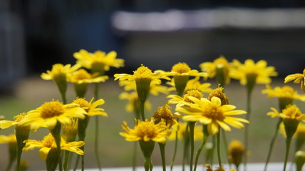 balkon kwiaty © Magorzata