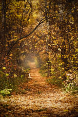 Fototapeta na wymiar Fall landscape with path through golden trees