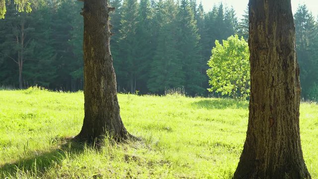 A young man carries a little girl around his neck and rolls a bicycle with a child seat on a forest path. The family is on a summer day in the national park.
