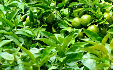 Green orange on tree