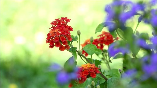 Lantana