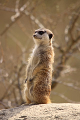 Erdmännchen (Suricata suricatta),  Südafrika