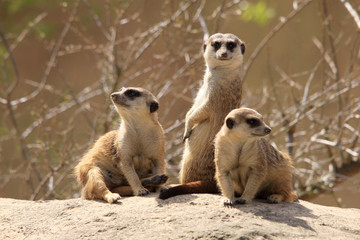 Erdmännchen (Suricata suricatta) Gruppe