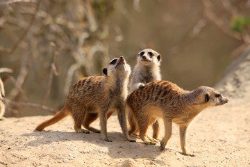 Erdm&auml;nnchen (Suricata suricatta) Gruppe