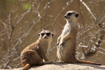 Fototapeta premium Erdmännchen (Suricata suricatta), Südafrika