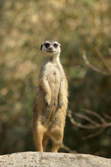 Erdmännchen (Suricata suricatta),  Südafrika