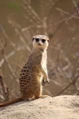 Erdmännchen (Suricata suricatta),  Südafrika
