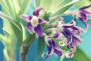 Orchid Close up Shot