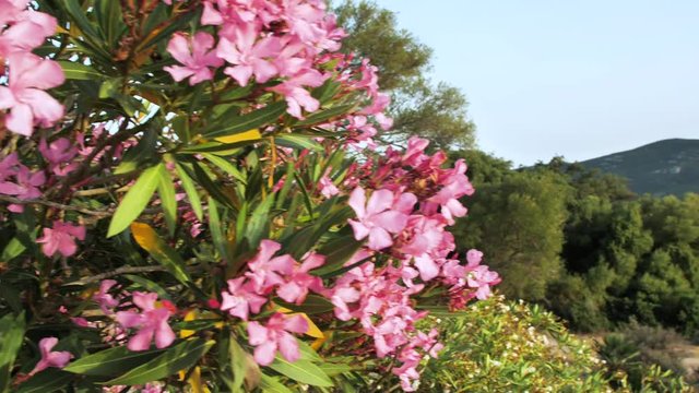 Bl&uuml;ten Busch 