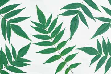 Fototapeta na wymiar leaves sumac pattern background on white. Top view
