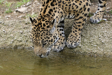 Jaguar (Panthera onca) am Wasser