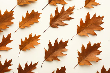 Fall brown leaves pattern isolated on white background