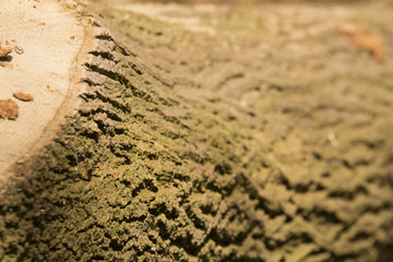 A tree stump abstract